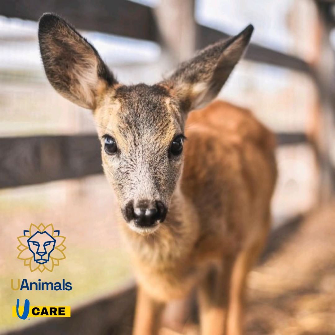 UCARE will direct part of the profits from "Ukrainian shelves" in foreign supermarkets to support UAnimals